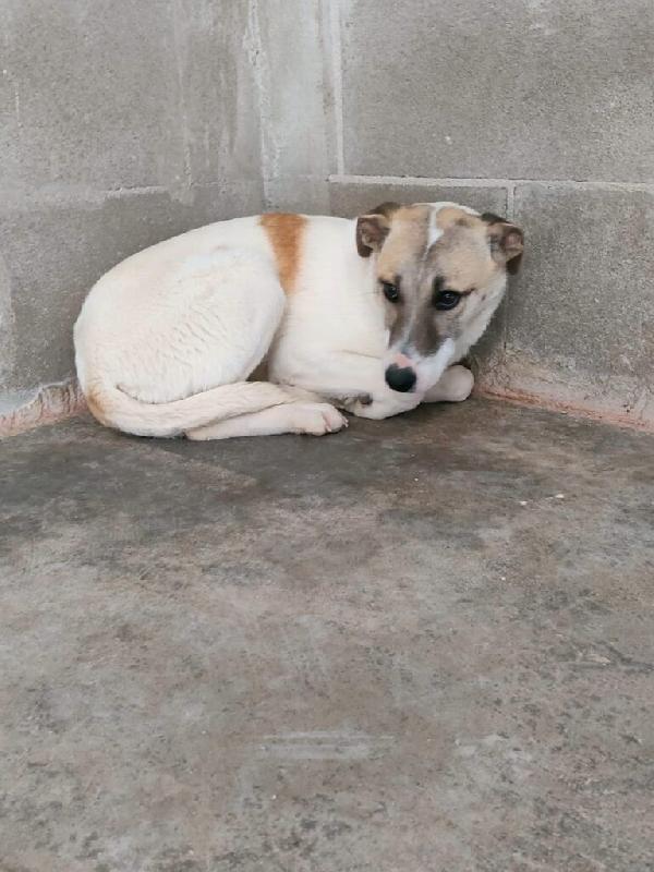 Astra - Nato/a il: Agosto 2025 Razza: Meticcio simil lupoide Taglia: Media Peso: da adulta 20-23 kg Carattere: Dolce, buona Foto 2